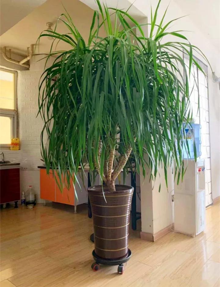 什么花放在家里最好看最实用,放家里风水好又好养的花有哪些