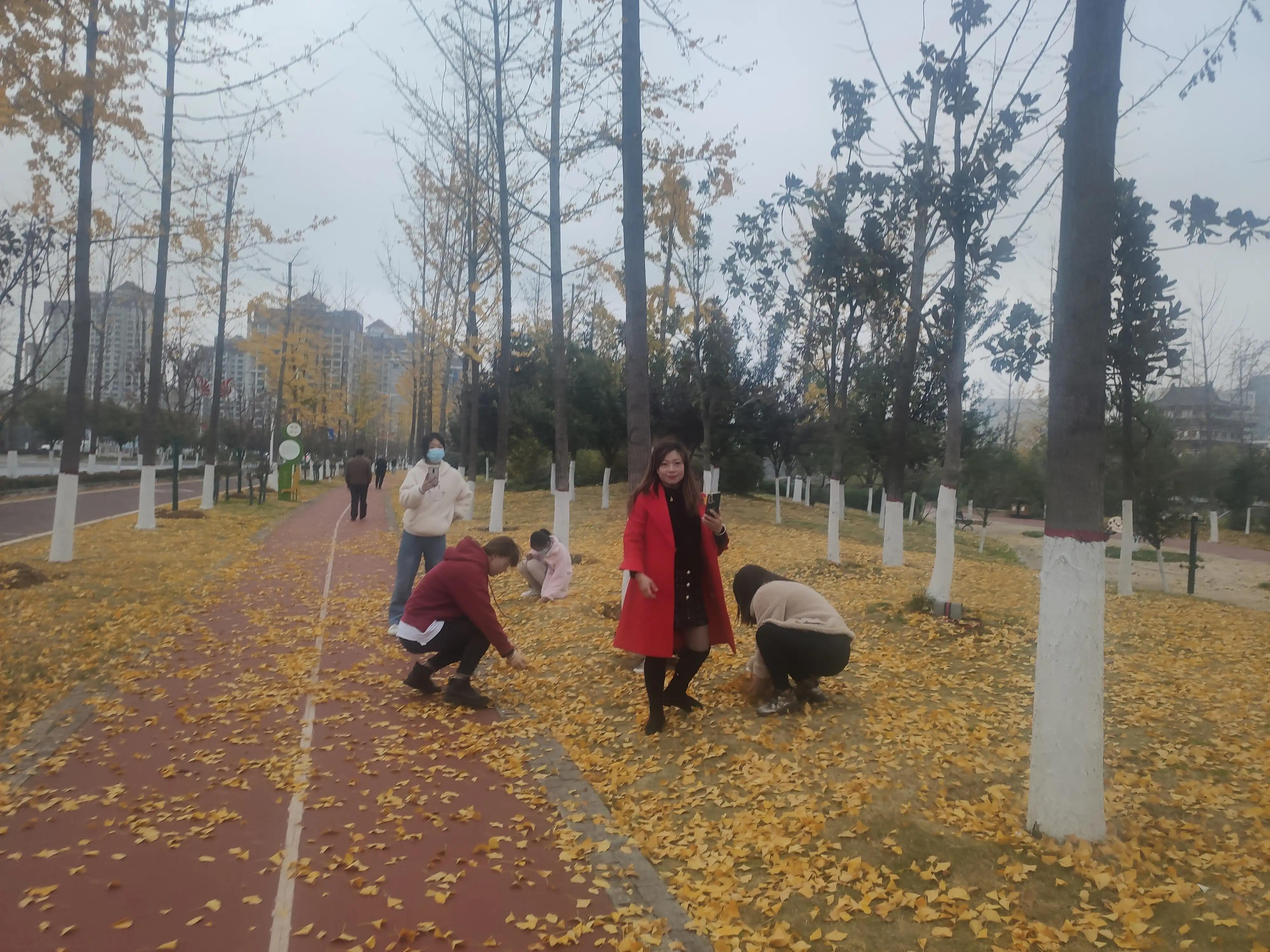 落叶西风,落叶西风知乎