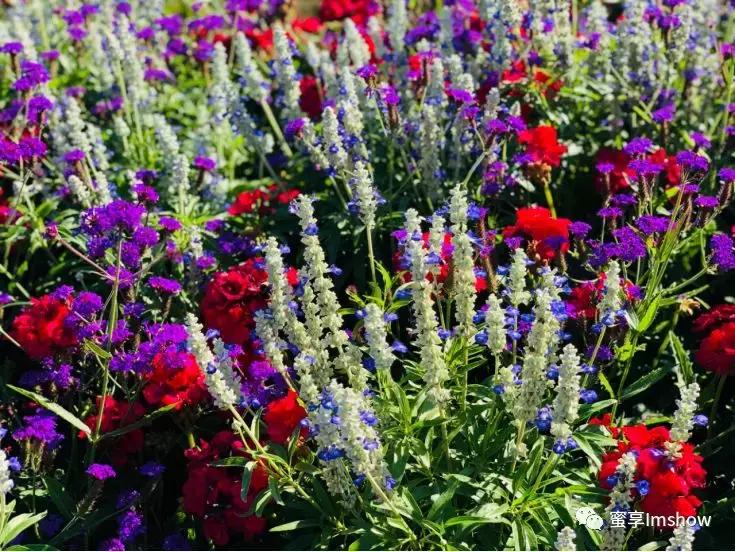 走进爱丽丝梦游仙境,爱丽丝梦游仙境绝美森林