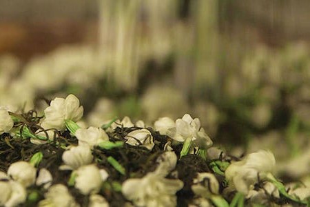 茉莉花茶张一元茉莉春风怎么样?适不适合做一款口粮茶?