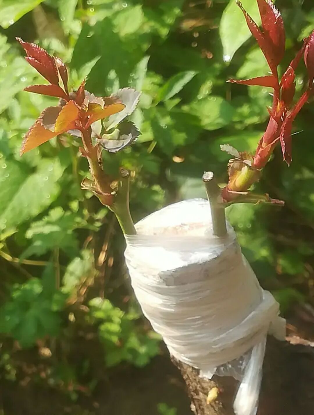 养一株树状月季一次开花好几百朵,树状月季开花耷拉头