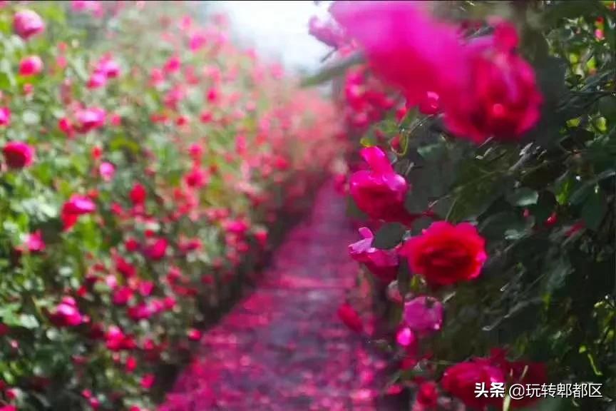 郫都区最美的花海,成都郫都花乡玫瑰开放了吗