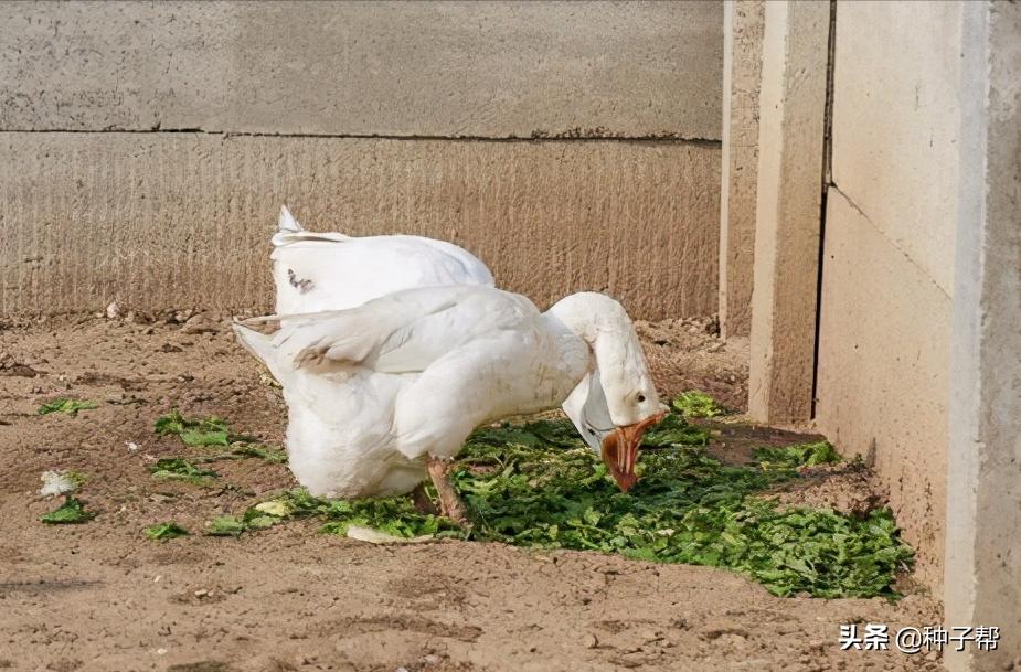 苦荬菜牧草十大品种,耐高温的饲料草有哪些