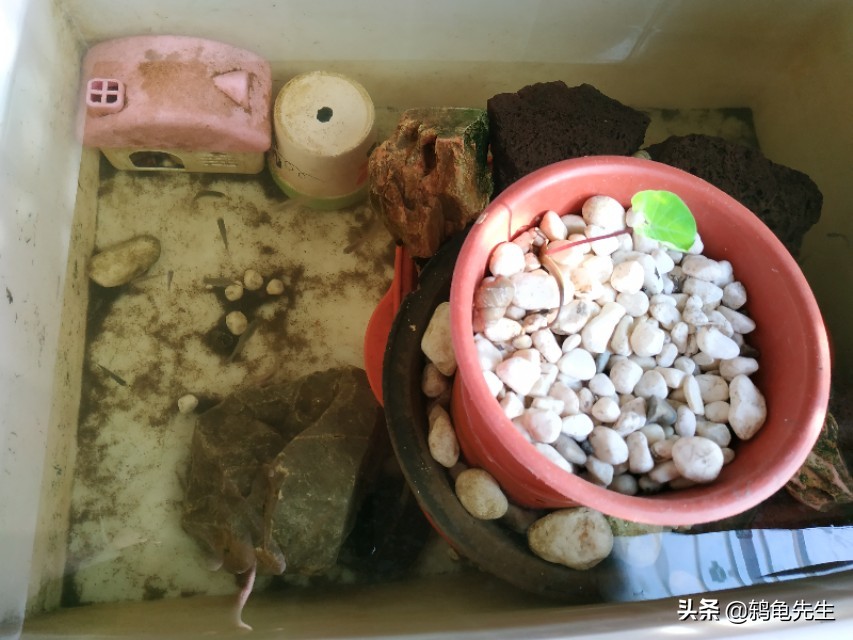 养小乌龟龟缸放多少水,乌龟养在龟缸怎么换水