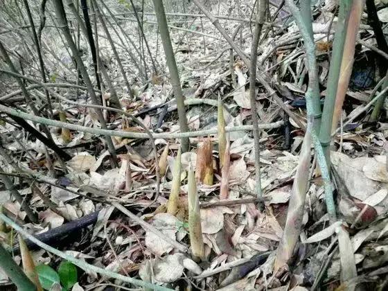 竹子开花，百年难遇的奇闻怪事，生命的最后绽放