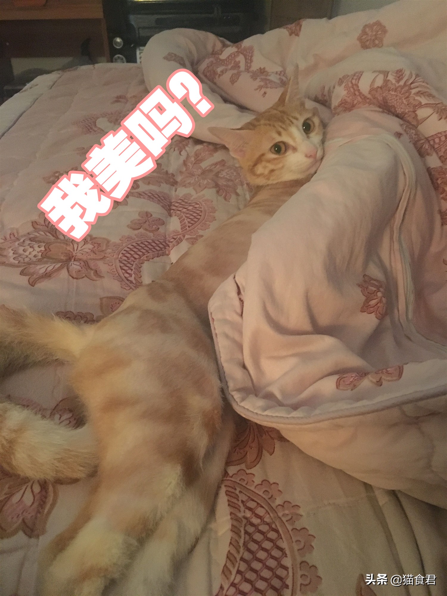 遇到小猫小狗就想带回家,萌猫日常迷惑行为