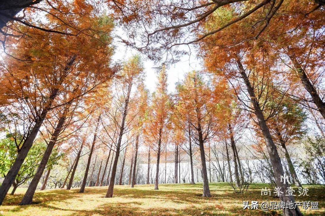 灏氬朝澹瑰彿娴峰痉鍏洯,鍖椾含灏氬朝澹硅櫉