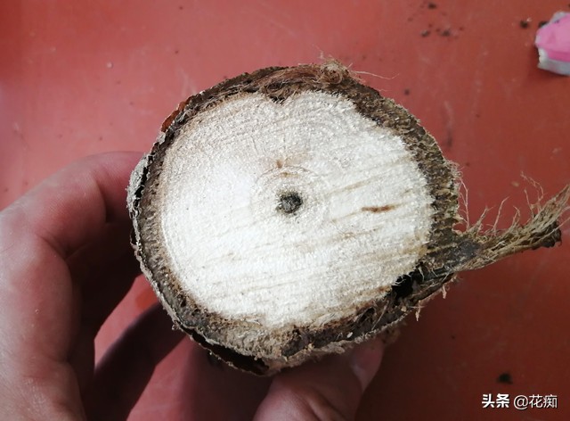 烂根的发财树用盐水可以消毒吗,烂根发财树