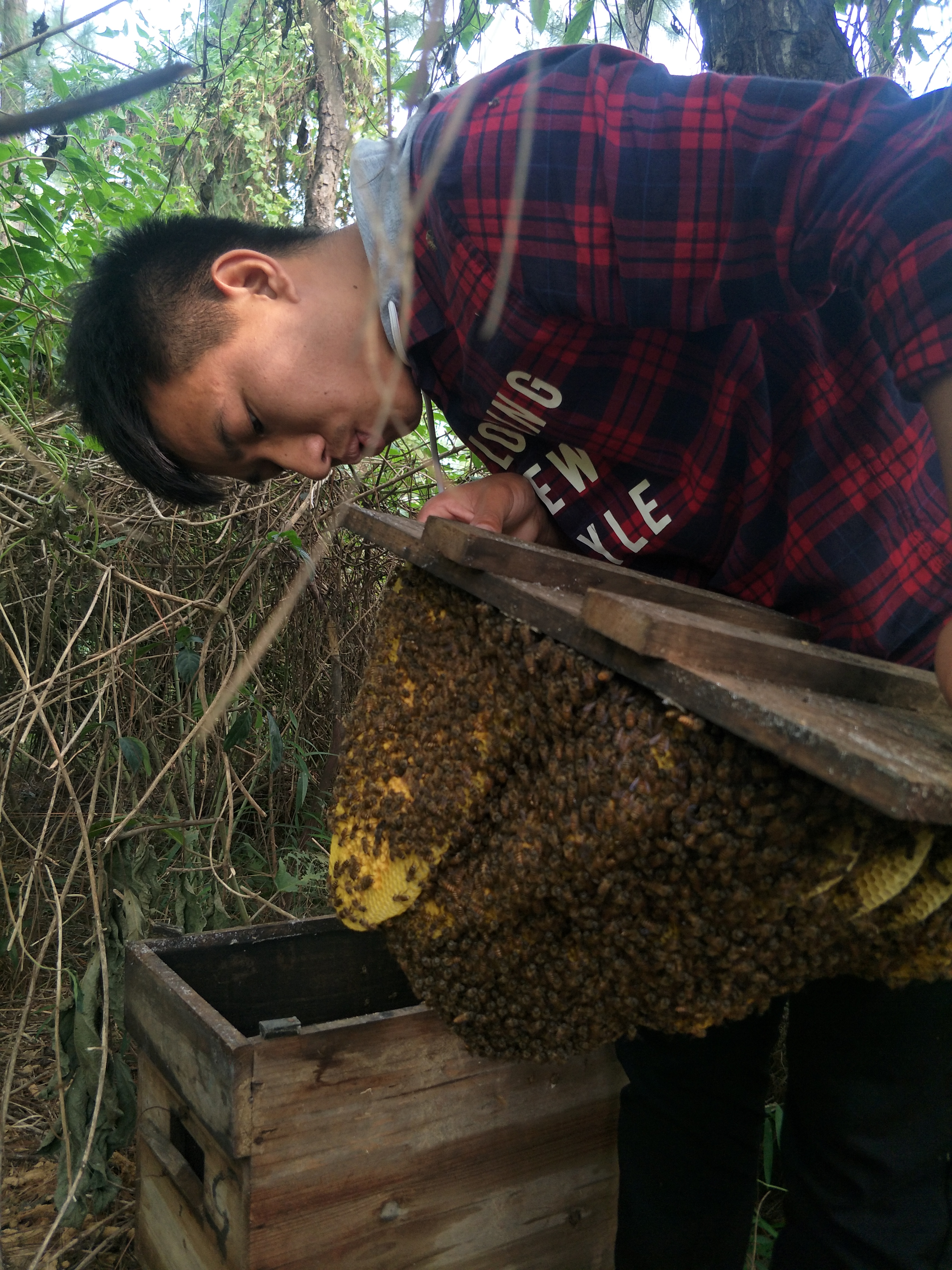 教你诱蜂养蜂技巧,30年养蜂经验和寻蜂技巧