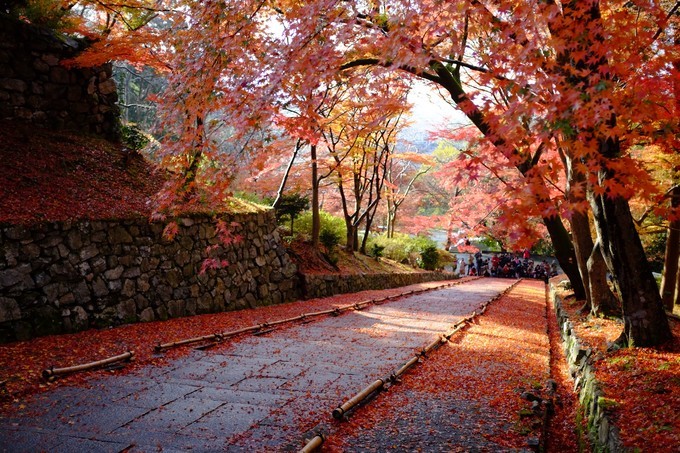 京都赏枫2022,京都赏枫必去景点有哪些好玩的