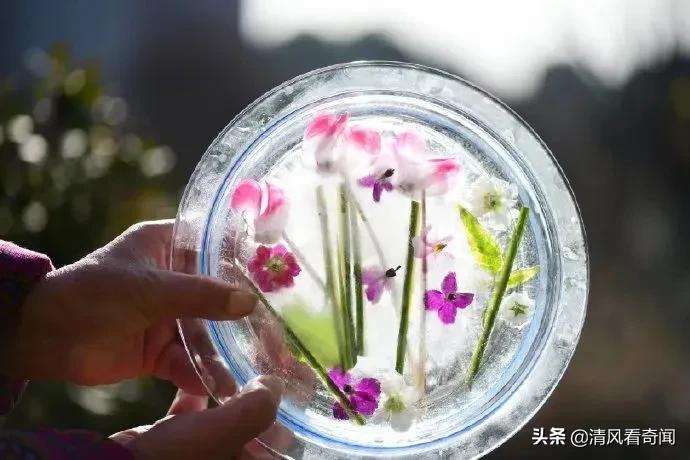 冻冰花美篇,冻冰花的美篇