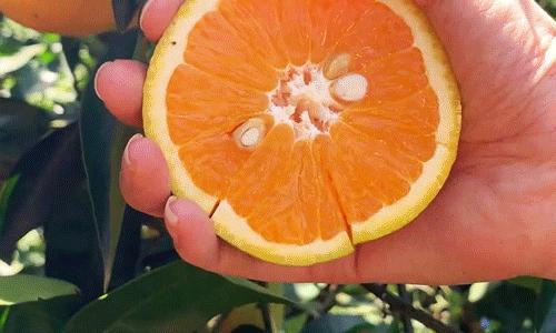 8月份吃什么水果既经济又健康,6月最该吃这5种营养水果