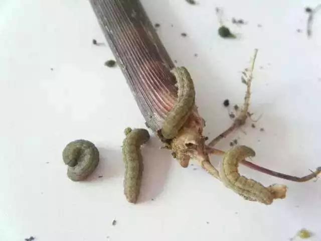 万能杀虫剂正确使用方法,万能杀虫剂自制配方视频大全