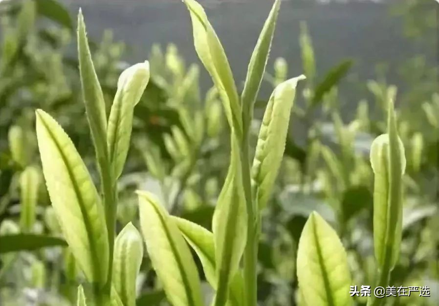 茶叶不能泡太久为什么还能煮,为什么茶叶可以煮却不能久泡