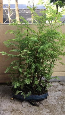 新手也能学会的修剪盆景技巧,枸杞盆景修剪技巧图解