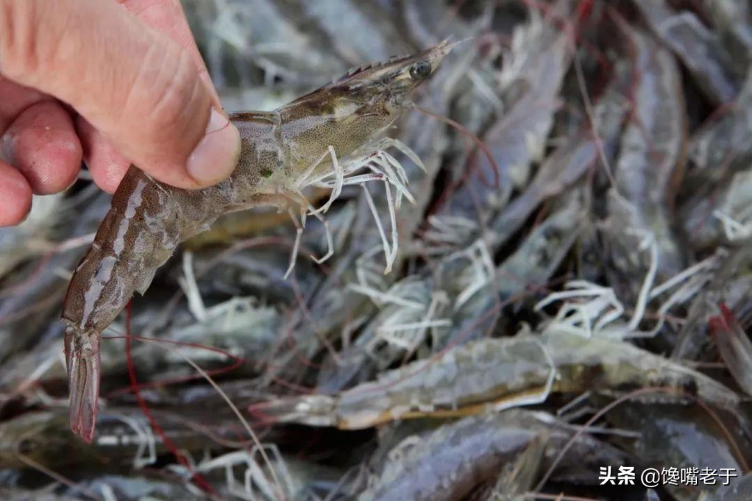 冰鲜虾怎么确认是否新鲜,冰鲜虾和活虾的口感差别