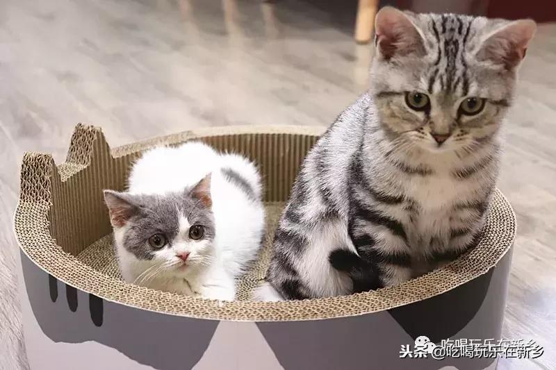 猫主子驾到,猫咪主子驾到