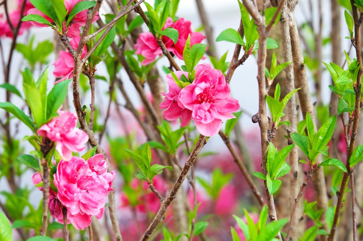 巴中市第四中学西华山春游,春游高一