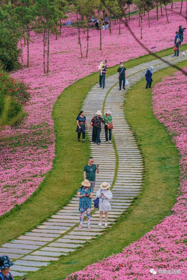 云南最美小镇图片,云南太平湖森林公园花海