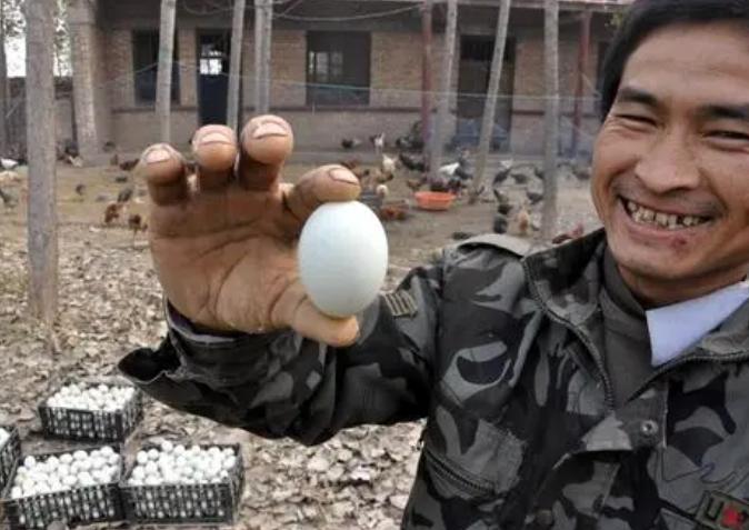 养蛋鸭什么时候控料,蛋鸭怎么养才能提高产蛋率