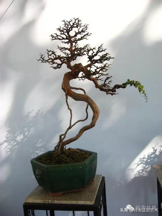 以根代杆下细上粗式盆景图片,各种老根盆景