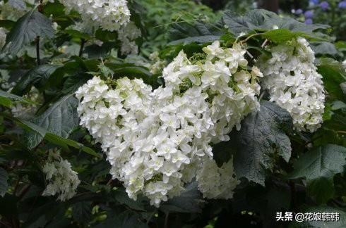 绣球怎么修剪才好,绣球的正确修剪方法