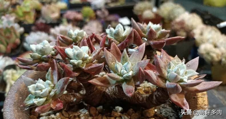 多肉仙女杯为什么越养越细,白菊和仙女杯多肉的区别