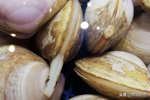 青岛海边哪些贝类好吃,青岛特色小蛤蜊
