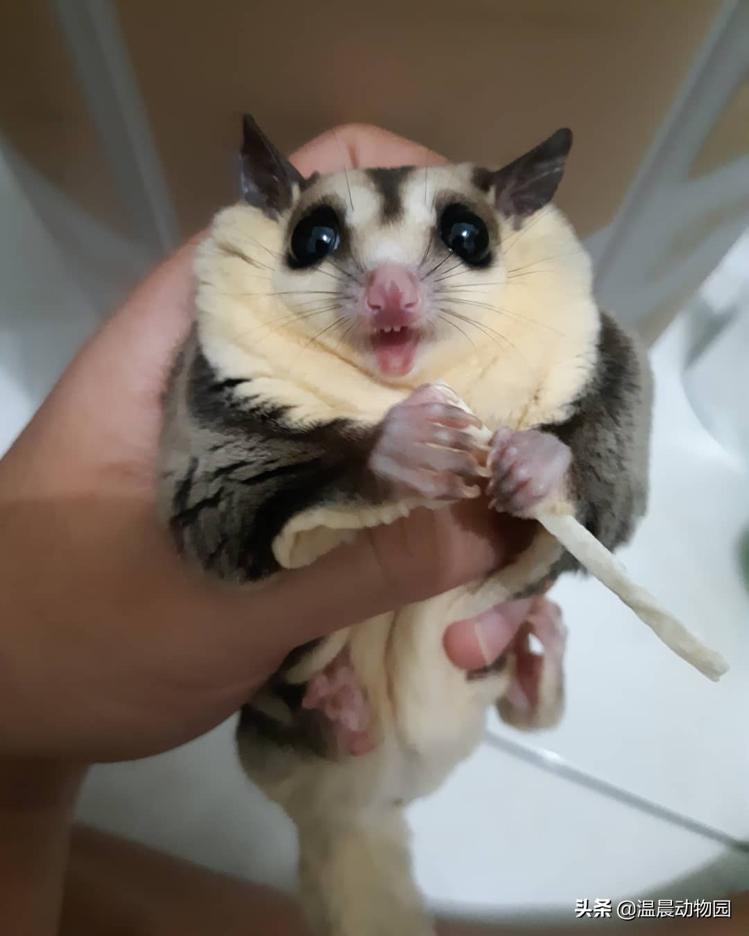 蜜袋鼯脏不脏,小蜜袋鼯可以洗澡吗