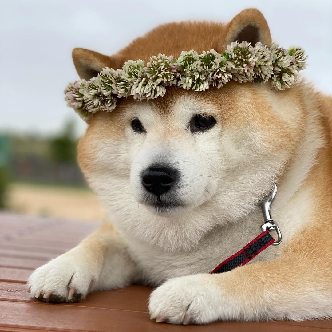 柴犬为什么那么少人买,1000左右的不纯种柴犬