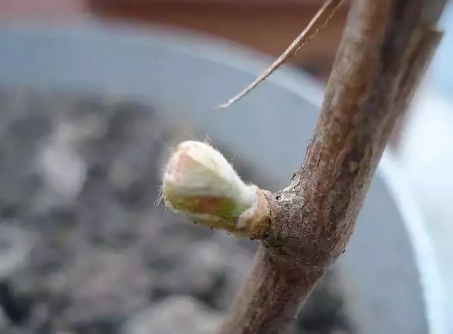 葡萄伤流是什么意思,葡萄病的特征和危害