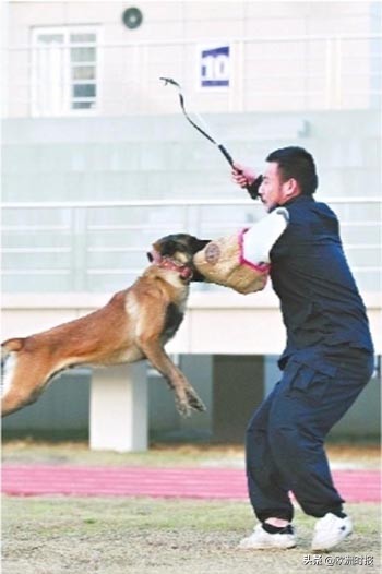 欧洲“白龙马”“啸天犬”亮相军运会，它们在中国待遇有多好？