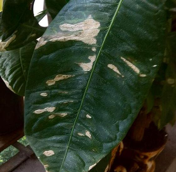 发财树叶子出现斑点是怎么回事,发财树叶子白色斑点怎么解决