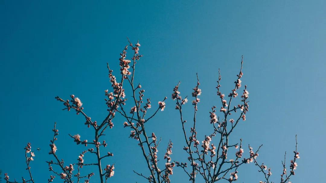 人生不过诗酒花茶下句,世间最风雅的茶叶