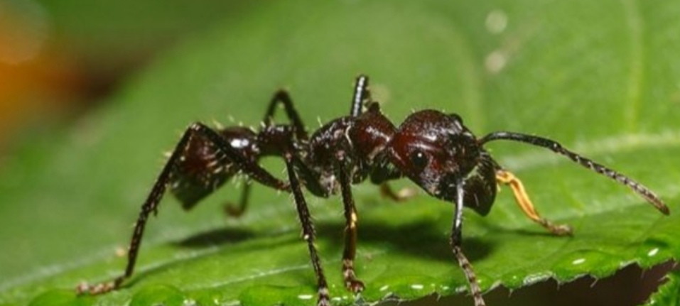 亚马逊丛林有多厉害,亚马逊丛林什么样