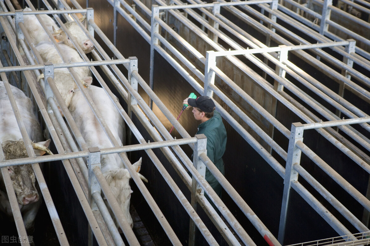 库里100万买了个猴,火遍全球的NFT概念是区块链的出圈之路?