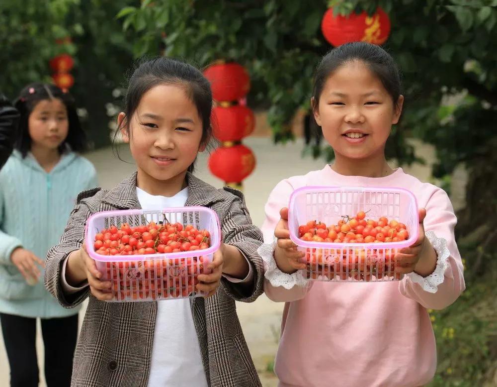 人间最美四月天，十里樱桃红满园