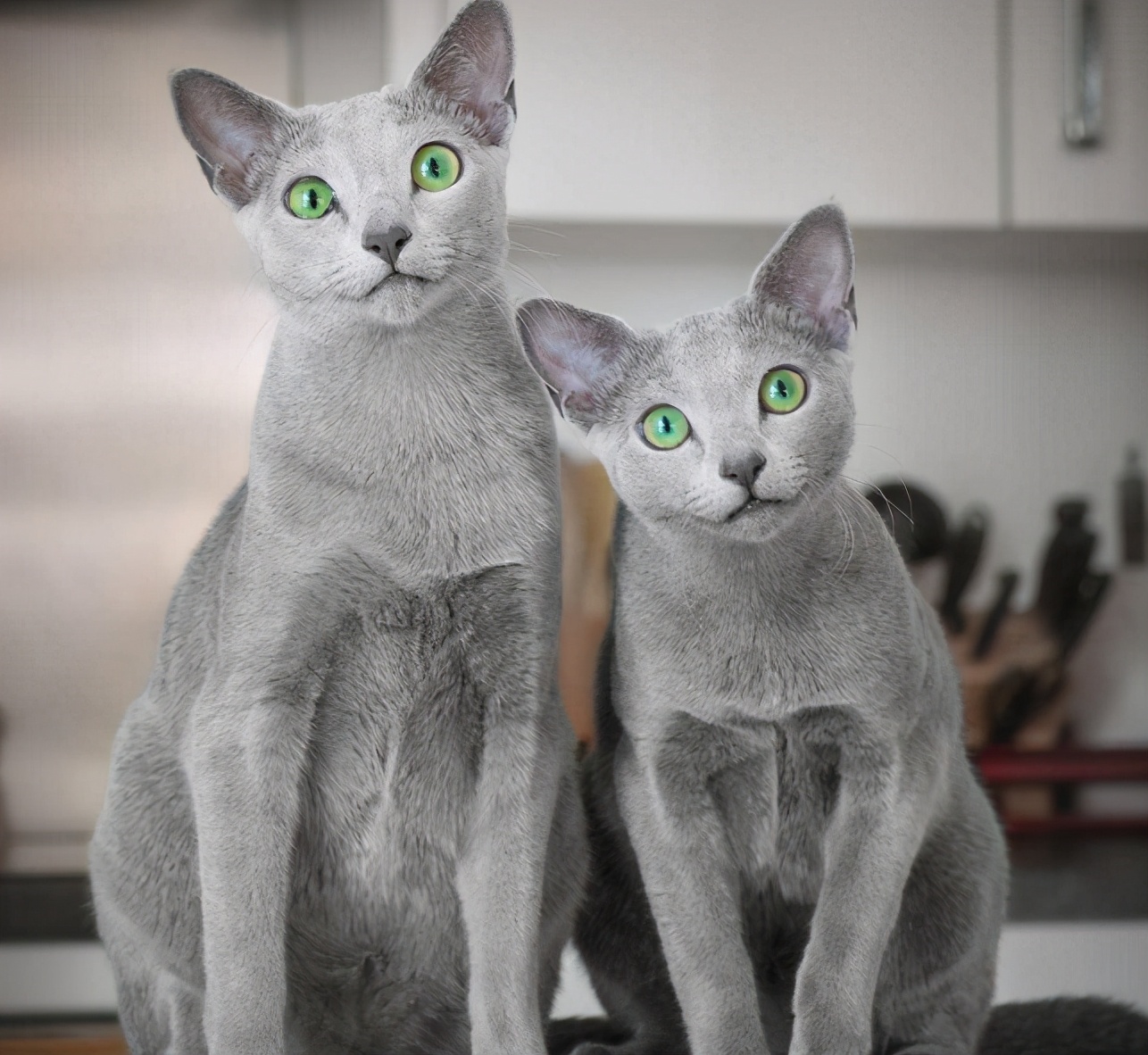 100种猫咪品种,100种猫咪名字大全