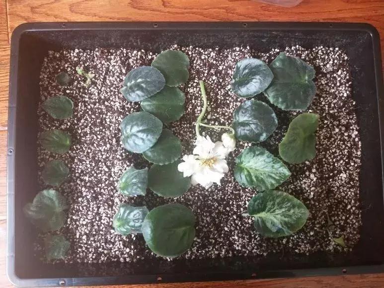 这6种花给点水就爆盆懒人必备,插枝最好养的四种花