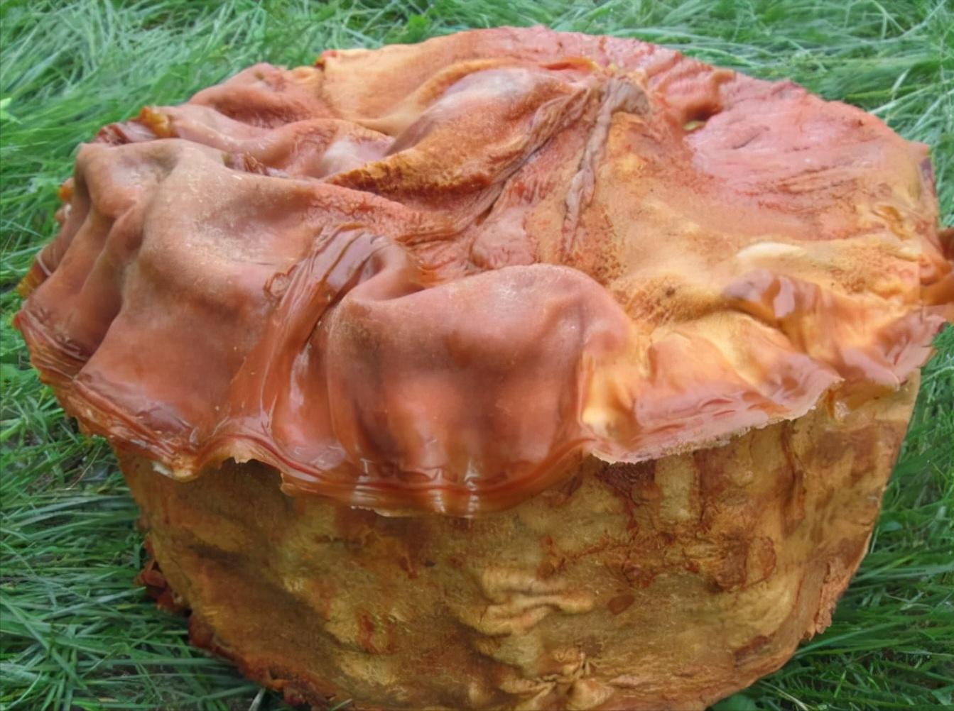 太岁为什么能价值百万,太岁到底是个什么玩意