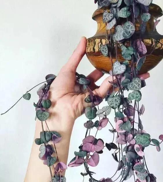 花卉吊兰100种,吊兰绿植盆栽第一名