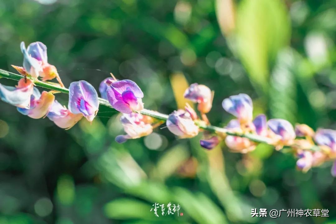 养生泡茶的中草药有哪些,泡茶最好的中草药