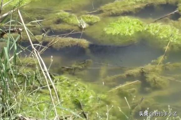 有草钓浅还是钓深,有草怎么钓草边