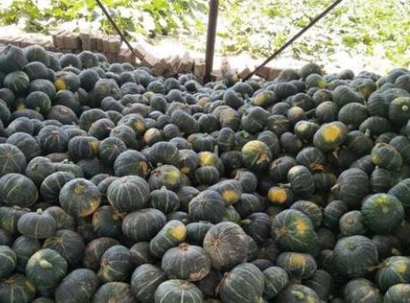 鍘熶骇鑷棩鏈殑姘存灉,鍘熶骇鏃ユ湰澶х背10鍏枻