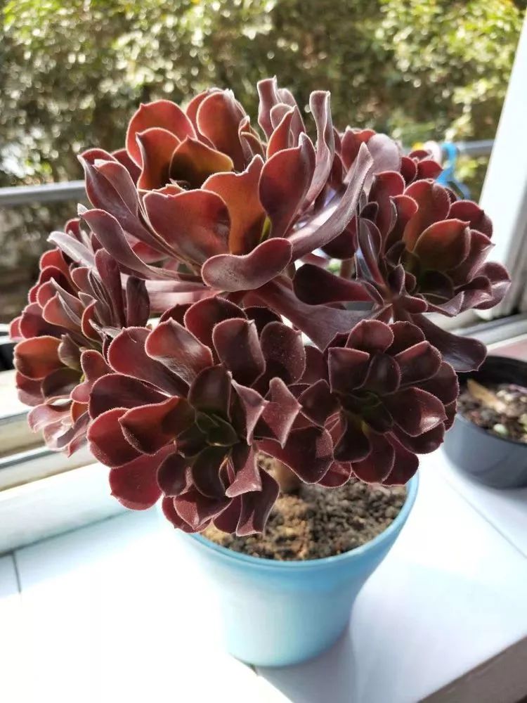 大四老学姐的寝室生活,养肉路上的真实感受