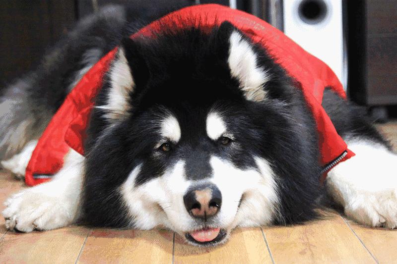 阿拉斯加雪橇犬饲养方法图解大全,阿拉斯加犬饲养注意事项和禁忌