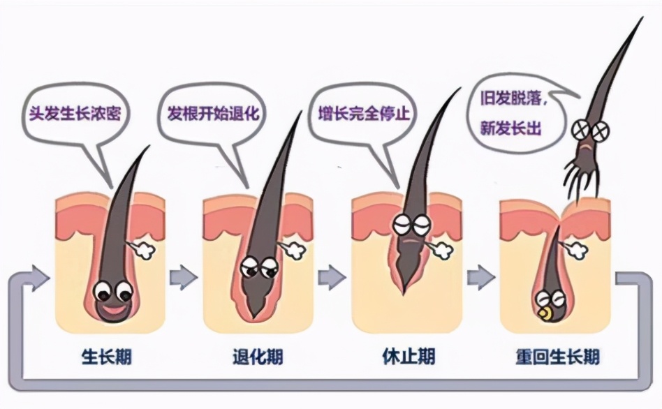激动哭…科学家找到压力致秃的真相,头秃的你有救了!