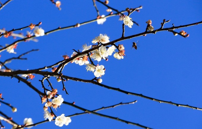 惠东梁化森林公园赏梅花,惠东梁化梅园照片