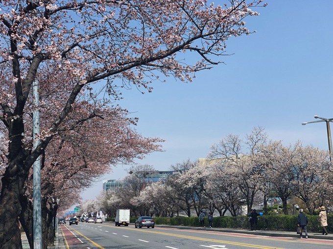樱花韩国歌曲,樱花味的日语