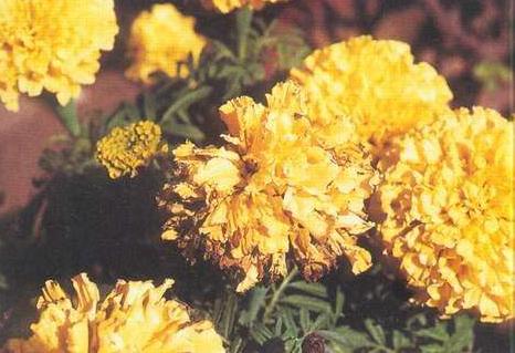 万寿菊感染斑枯病和花腐病,掌握这五个办法,枯萎病斑立马褪散